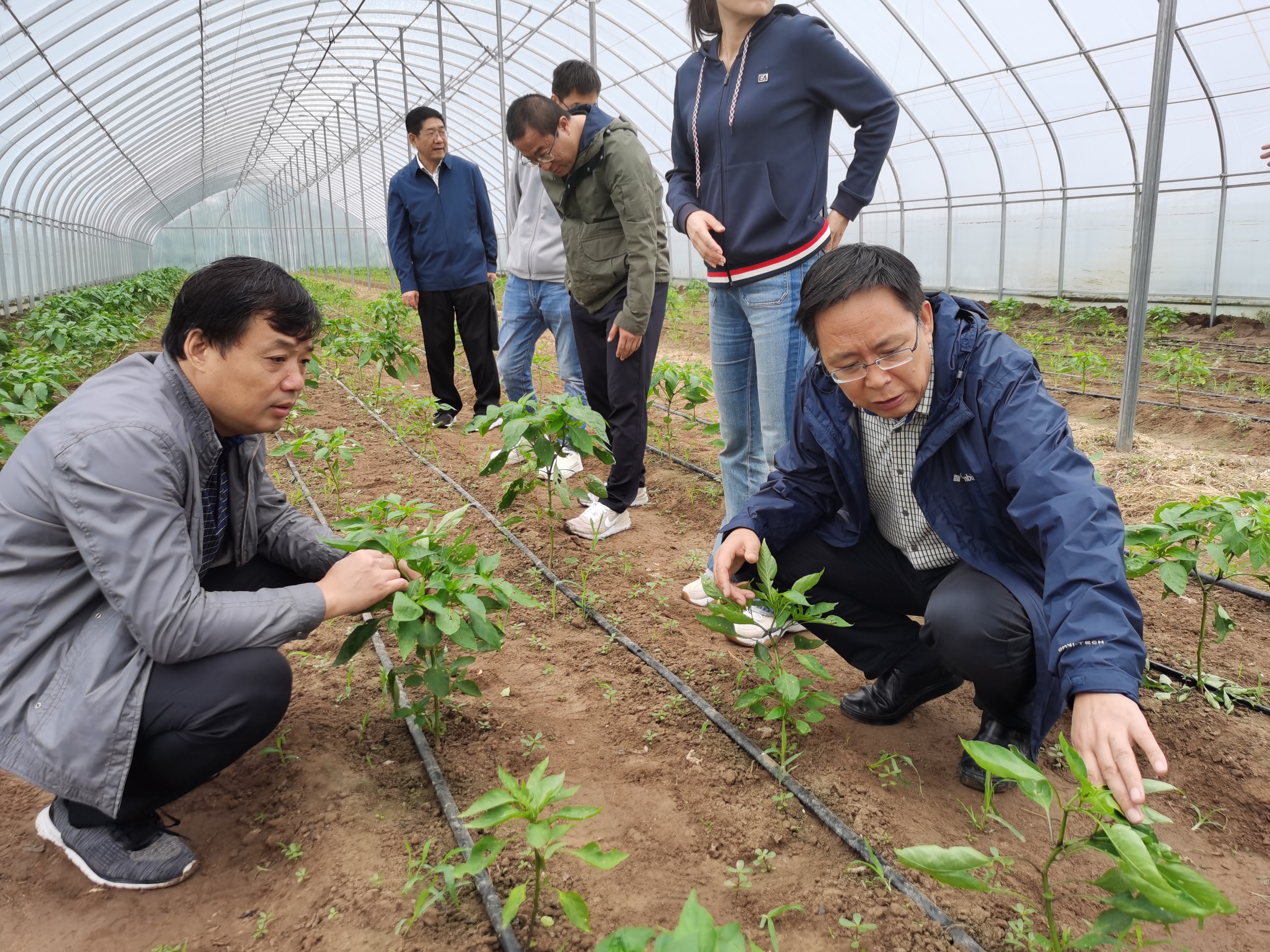 蔬菜产业技术体系专家前往咸阳市、兴平市开展蔬菜产业调研指导工作