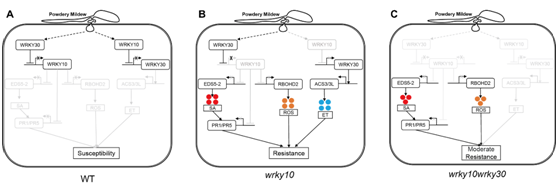 VviWRKY10、VviWRKY30调控葡萄白粉病抗性模式图.png