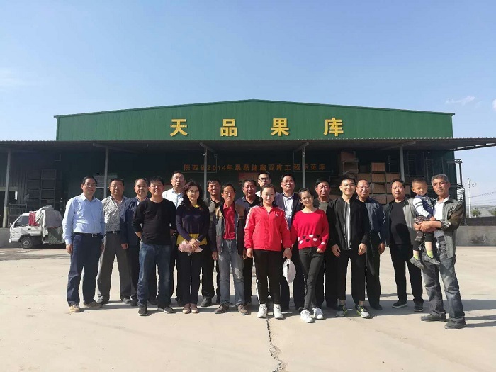 瑞阳瑞雪苹果基地冻害情况调研