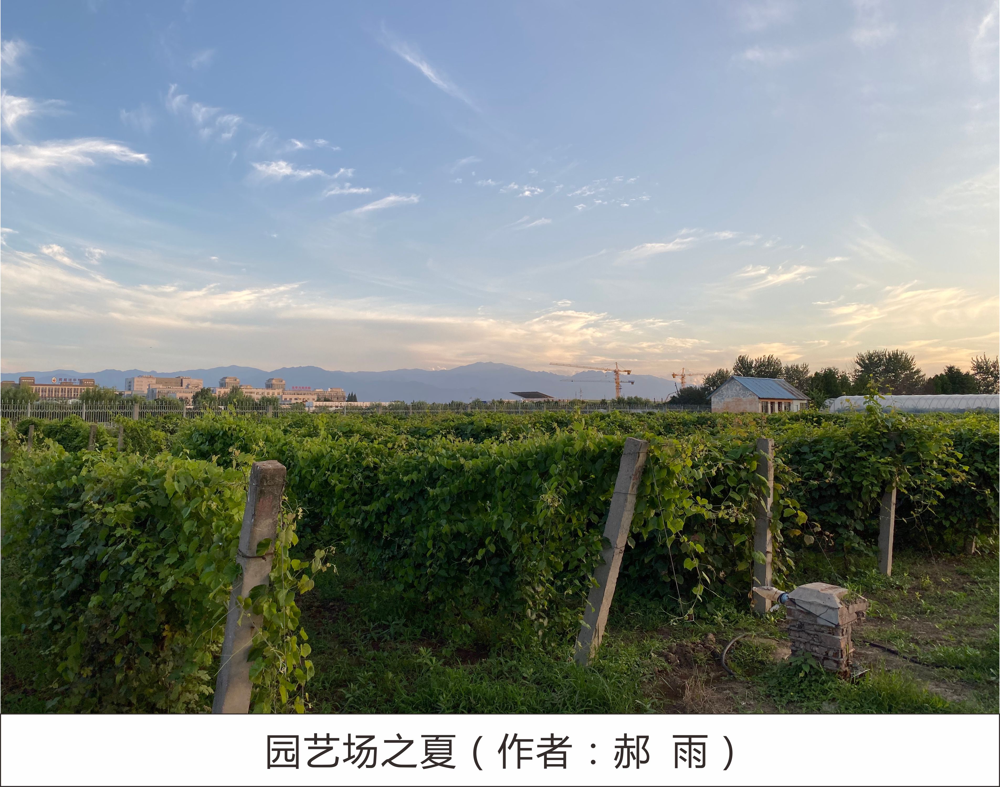 西北农林科技大学园艺学院