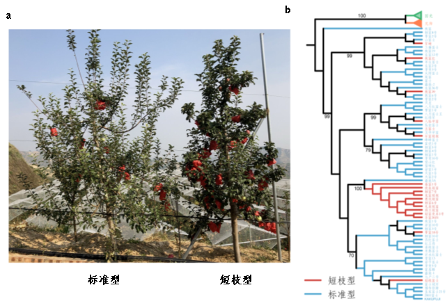 图2 a 富士短枝型芽变和标准型树体观察；b 富士芽变品种的系统发育树.png