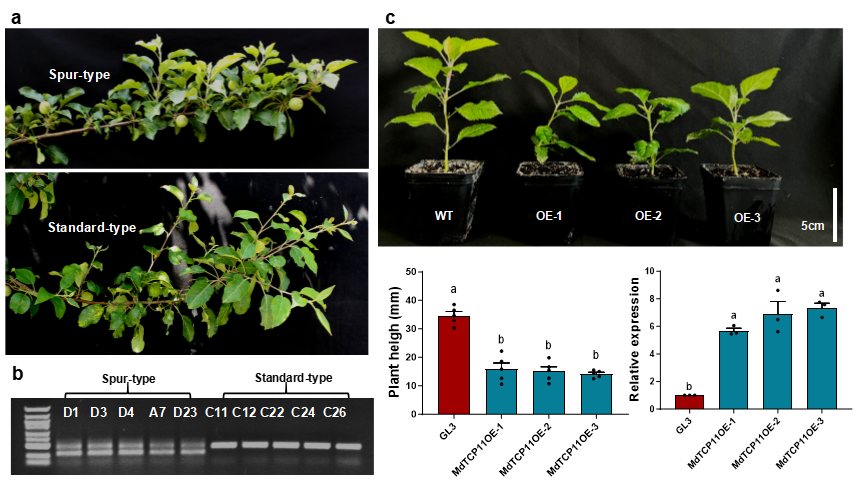 图3 a 苹果短枝型和标准型形态观察；b 苹果短枝型和标准型MdTCP11启动子序列对比；c MdTCP11过表达苹果表型鉴定和统计.png
