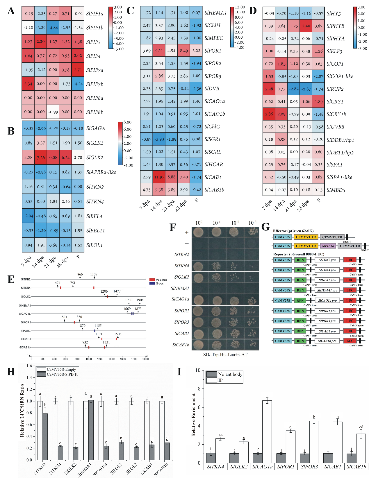 图3 SLPIF1b抑制与叶绿体发育和叶绿素合成相关的基因的表达.png
