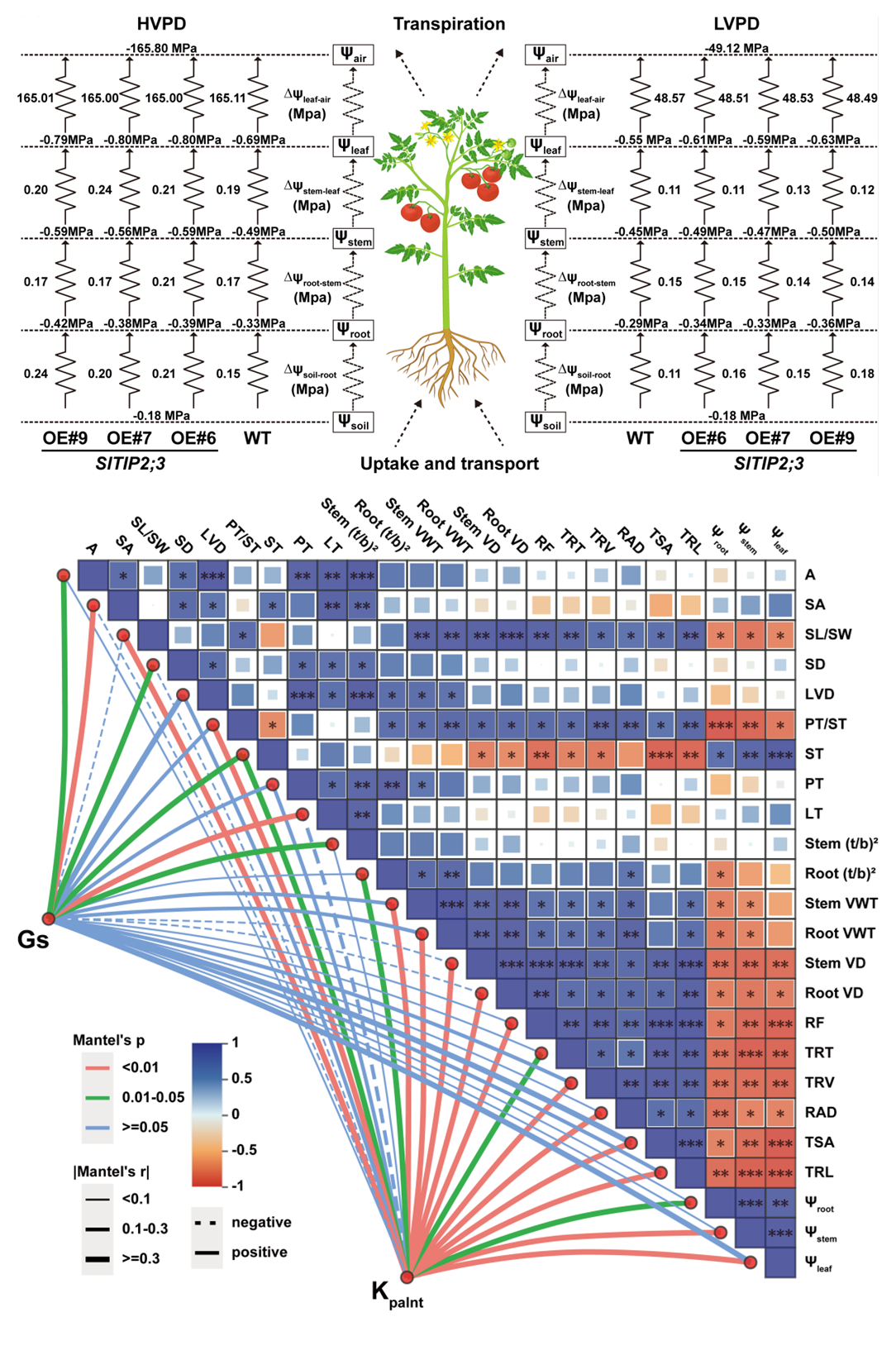 图2 SlTIP2;3通过正向调控Kplant缓解随VPD增加而导致的gs下降趋势.png