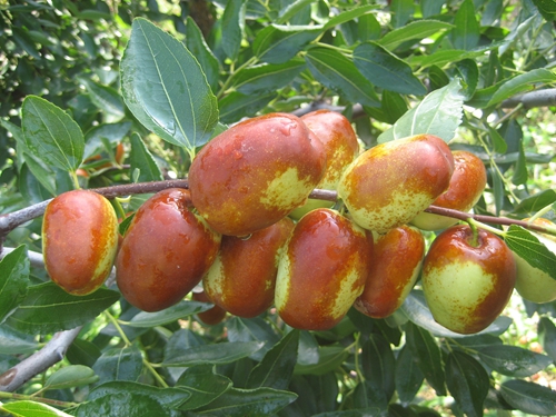 我院选育的七月鲜枣品种通过国家品种审定