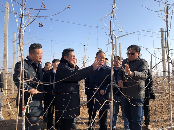 6d61f2fe13f5439080e8fca3f1d3afdc.jpg 张林森研究员培训果树冬剪-1.jpg